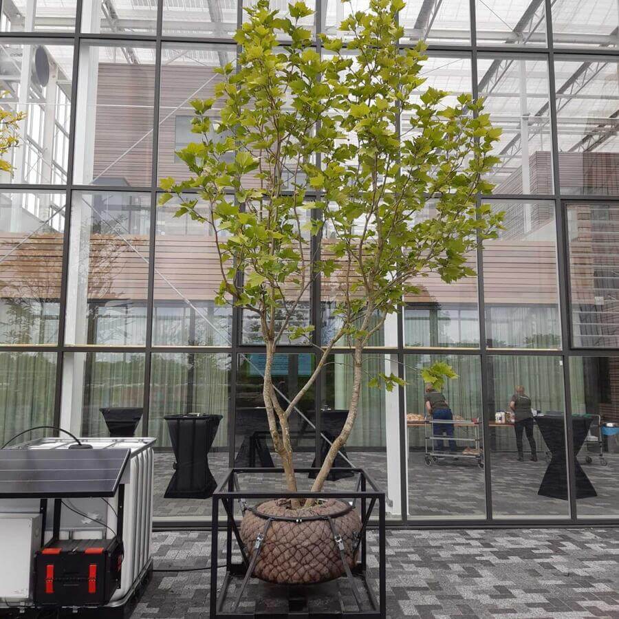 AERES UNIVERSITY, DRONTEN: Modular trees with an off the grid solar powered irrigation system