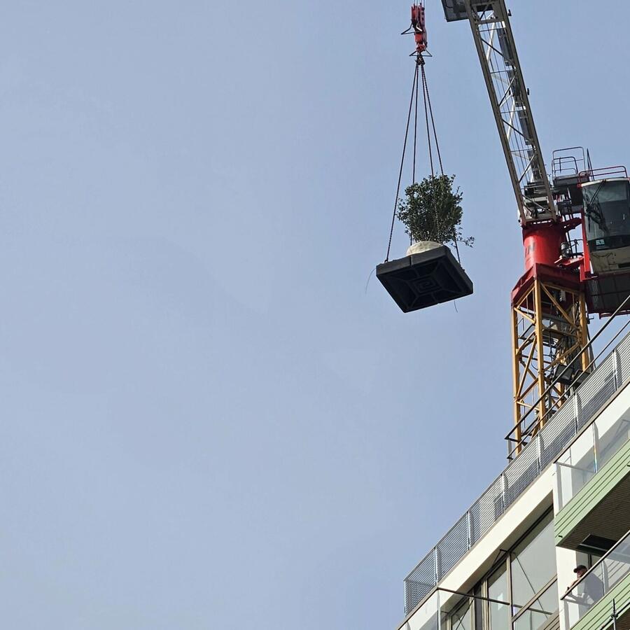 THE URBAN WOODS, DELFT