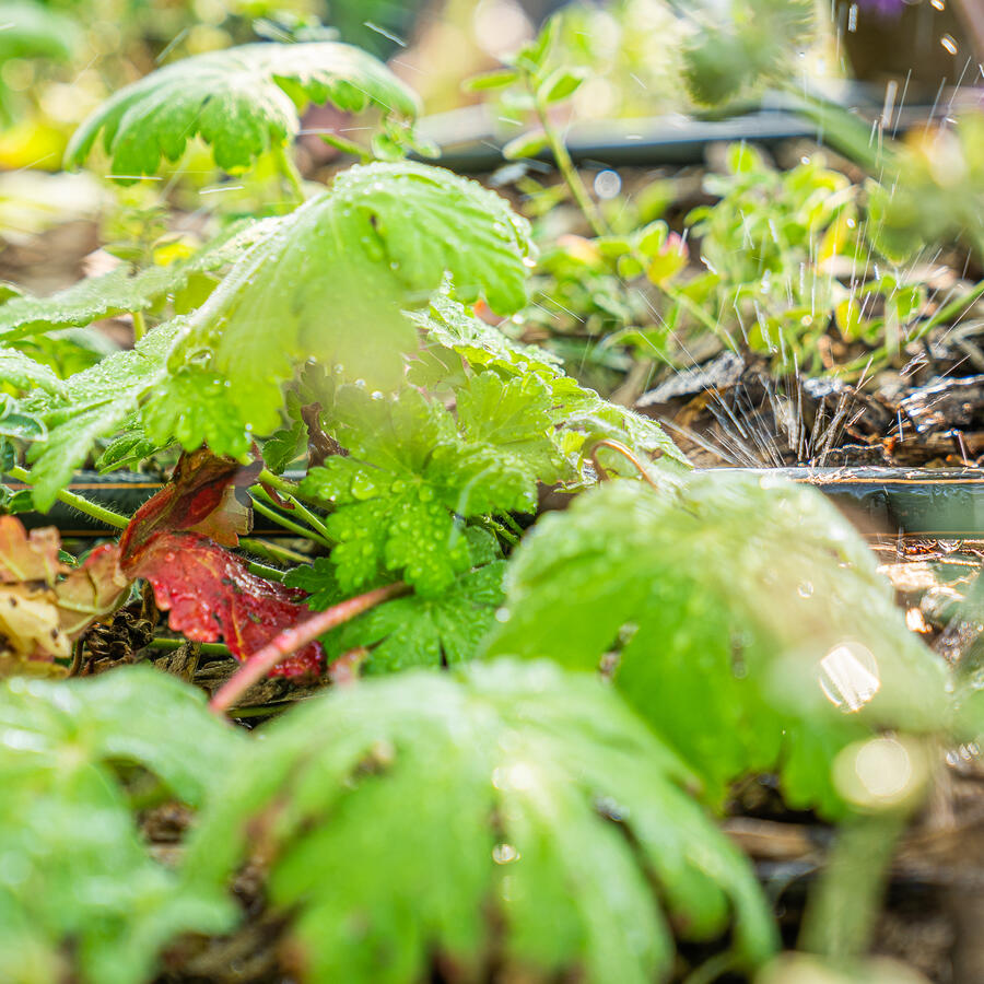 Jungle Mix.: A lightweight substrate,<br> facilitating durable plant growth.