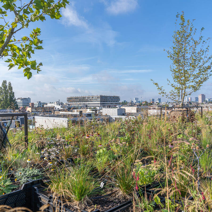 VVE BLUELAND, AMSTERDAM: Modulaire biodiversetuin op een dak in Amsterdam