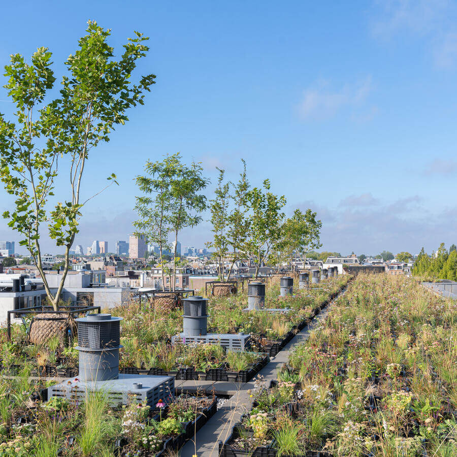 VVE BLUELAND, AMSTERDAM: Modulaire biodiversetuin op een dak in Amsterdam