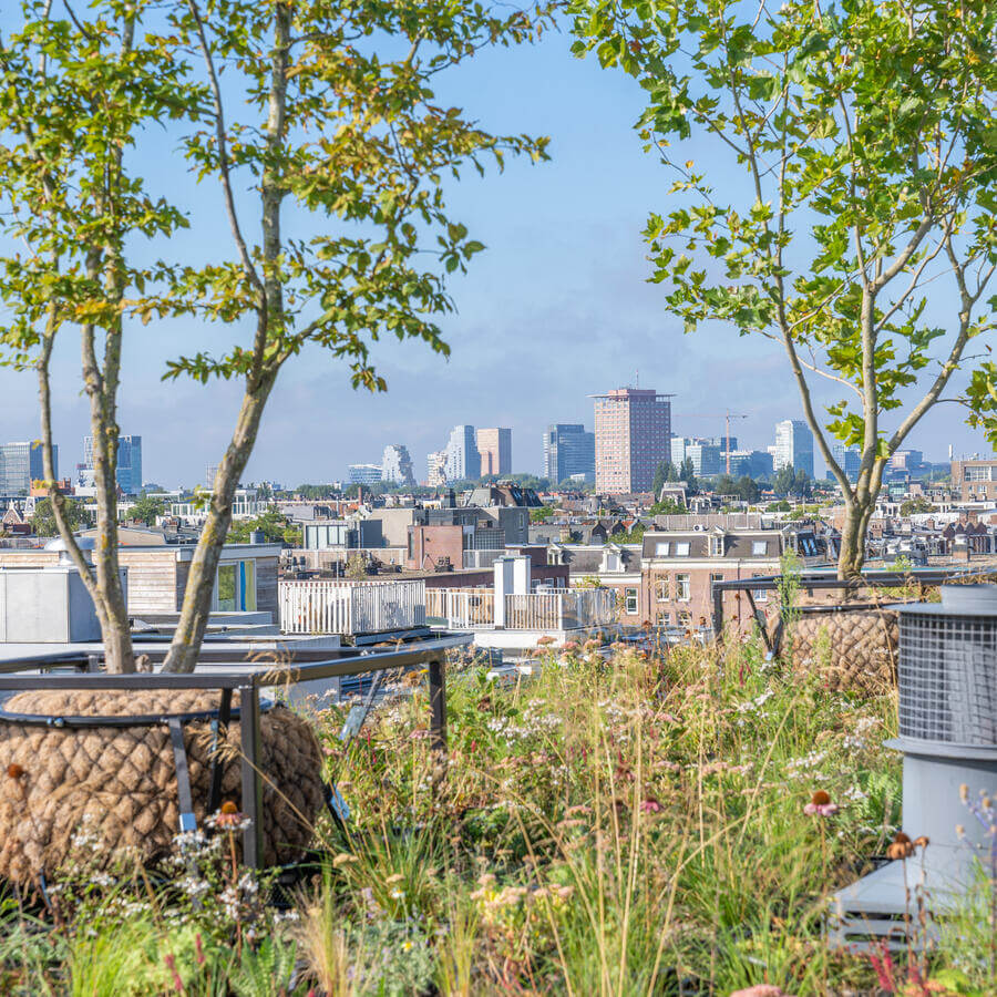 VVE BLUELAND, AMSTERDAM: Modulaire biodiversetuin op een dak in Amsterdam