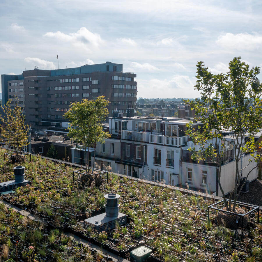 VVE BLUELAND, AMSTERDAM: Modulaire biodiversetuin op een dak in Amsterdam