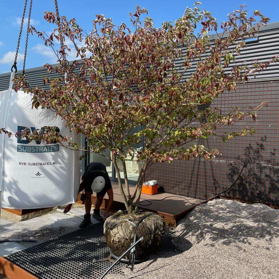 Urban Biotope: Lichtgewicht daklandschap.