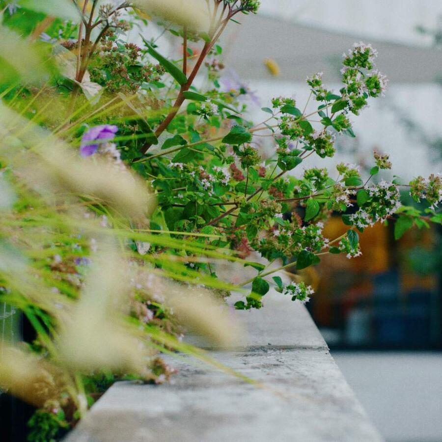 Jungle Blocks: Modulaire blokken jungle <br>voor lichtgewicht daklandschap