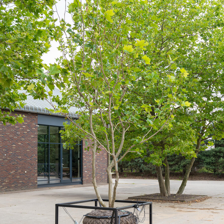 Urban Tree.: A lightweight solution when planting is not an option.