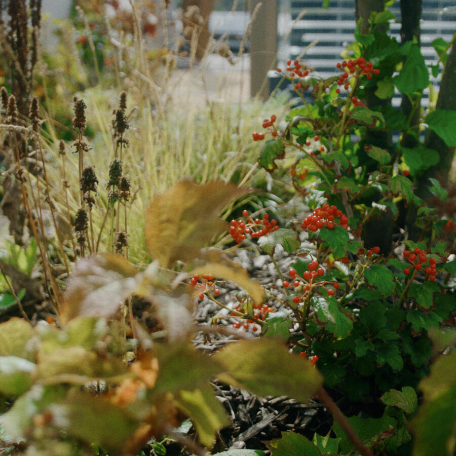 THE URBAN WOODS, DELFT