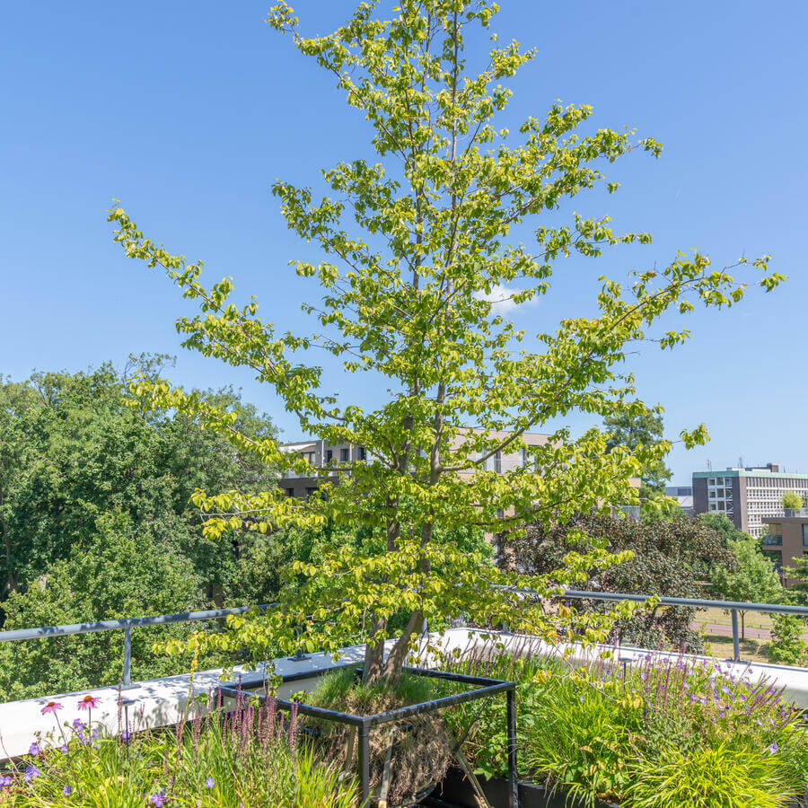 PENTHOUSE VOORBURG: Coordinated wilderness on a penthouse balcony