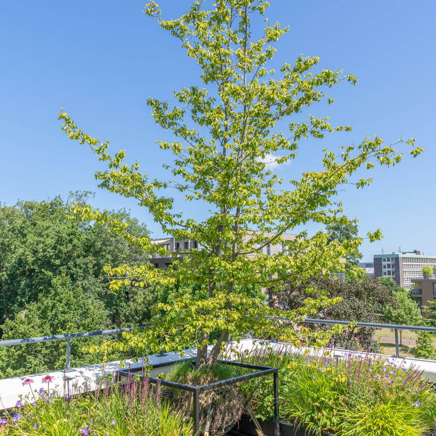 DAKTUIN, VOORBURG: Gestructureerde wildernis op het balkon van een penthouse in Voorburg