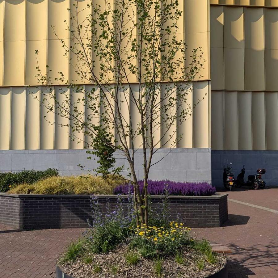 TOWNSQUARE, BARENDRECHT